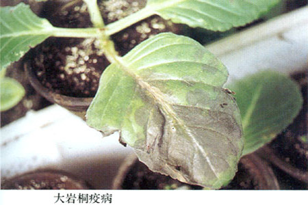 梧桐树常见病及图片图片