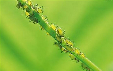 飞燕草常见虫害：蚜虫