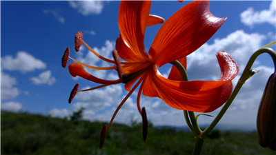 山丹丹花:观赏花卉 山丹丹花:观赏花卉