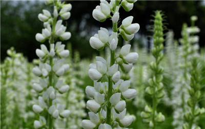 白花羽扇豆 白花羽扇豆