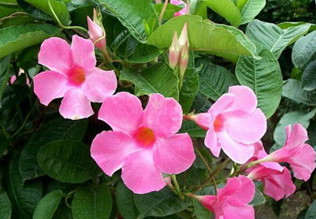 飘香藤的花型花色