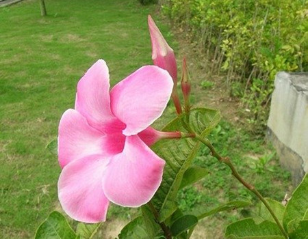 飘香藤的花语