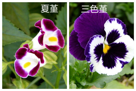 夏堇和三色堇的区别之花朵形状