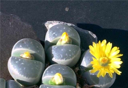 生石花施肥问题