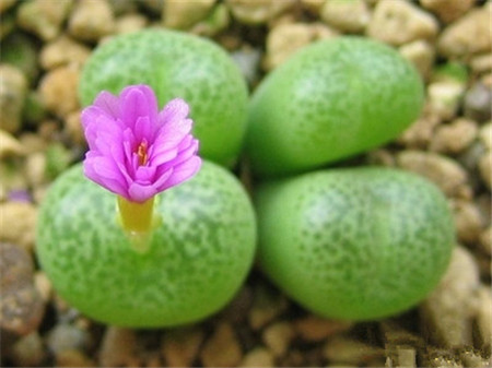 生石花开花啦