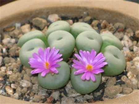 生石花换盆