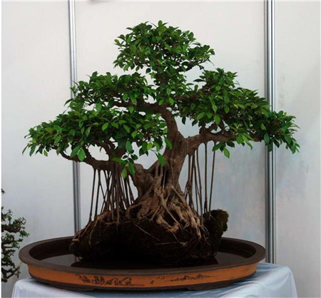 榕树的水培方法