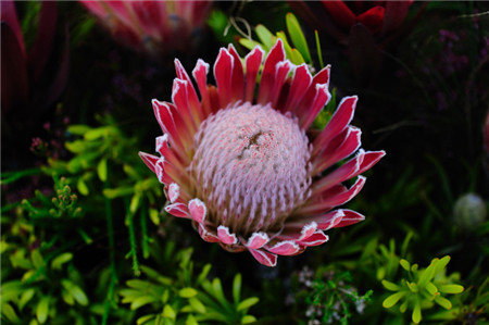 帝王花的花语是什么 帝王花的花语是什么