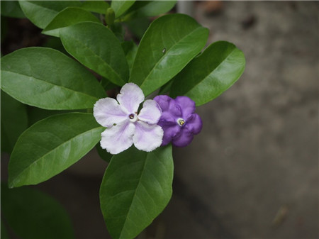 双色茉莉什么时候开花