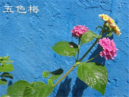 五色梅徒长了怎么办