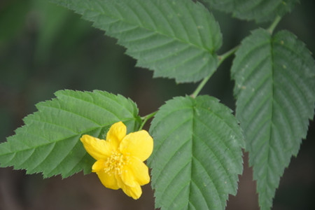 养花技巧 >文章如果想要快速繁殖棣棠花,可以在春季