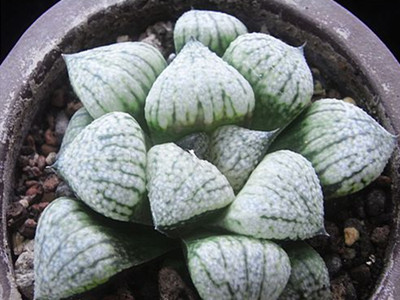 白银寿的养护方法–花百科