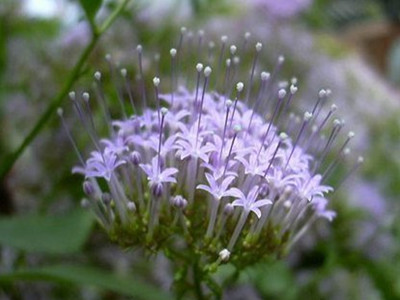 夕雾花