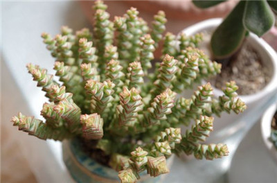 小米星徒长怎么办