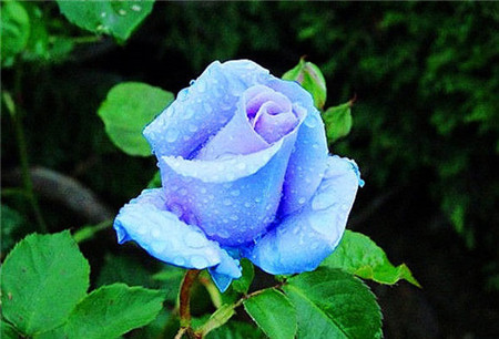 月季不剪枝，来年花朵稀。