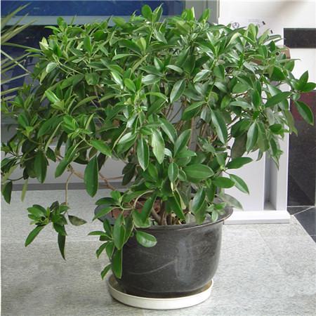 非洲茉莉根部损伤导致腐烂
