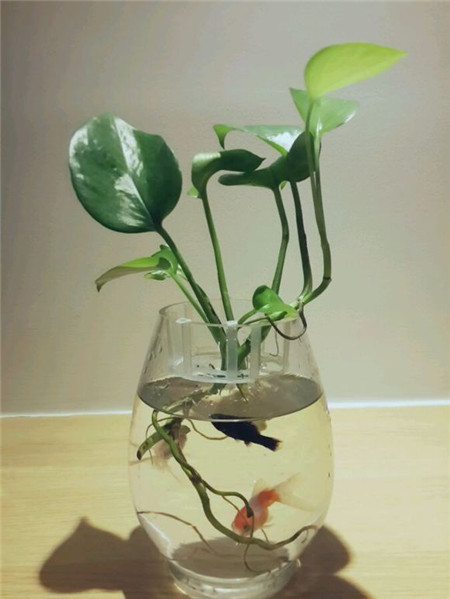 水培綠蘿使用營養液
