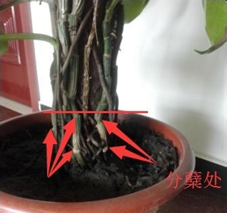 如果是中间没有支柱的绿萝长高了的话,有一个最简单的方法,我们可以