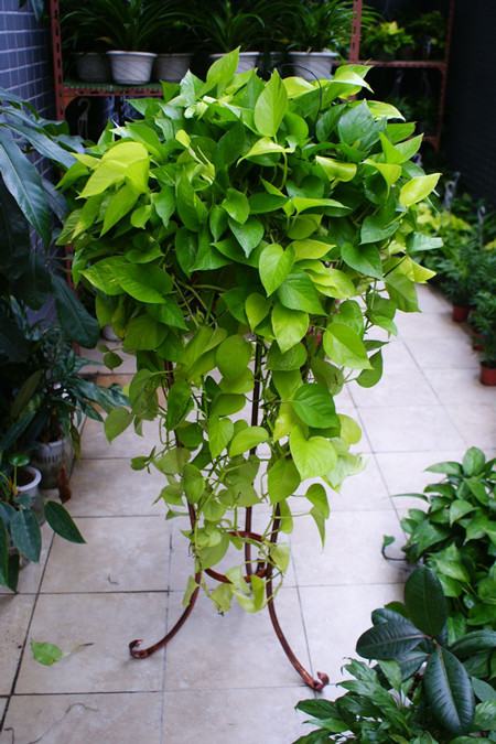 绿萝长高了怎么办 - 花百科