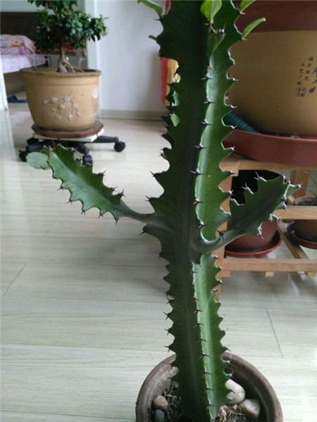 龙骨能嫁接蟹爪兰吗? 龙骨能嫁接蟹爪兰吗?