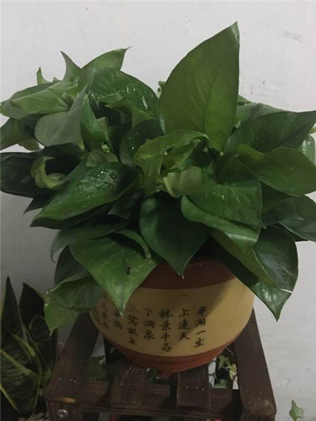 绿萝怎么养不会死 绿萝怎么养不会死