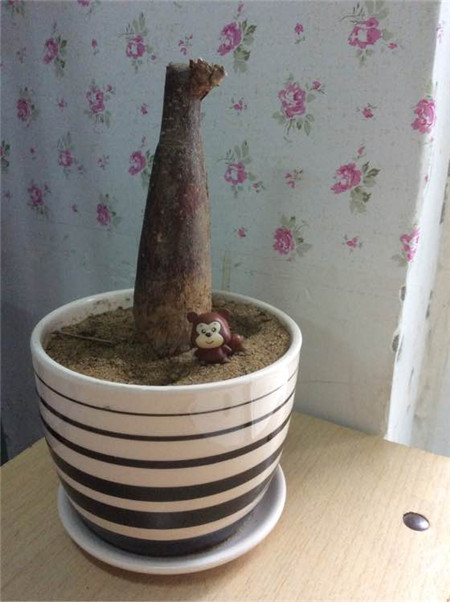 发财树要死了 发财树要死了