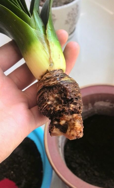 君子蘭爛根怎麼處理