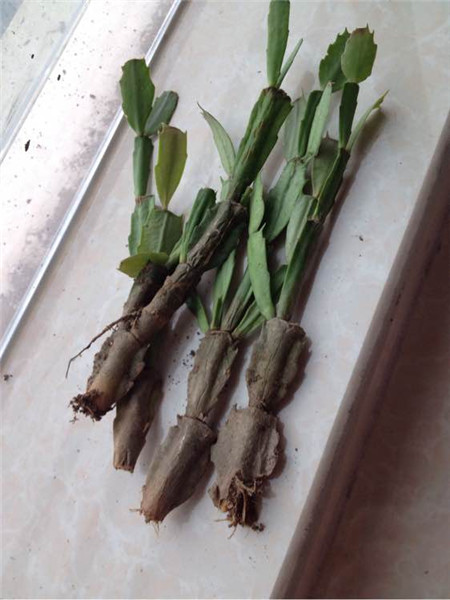 蟹爪兰的养殖方法和注意事项