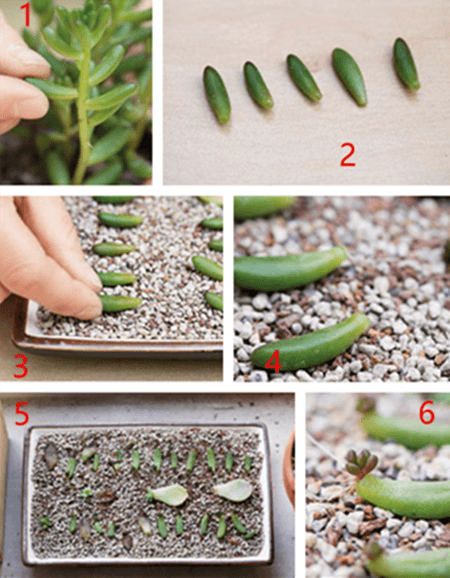 多肉植物繁殖方法