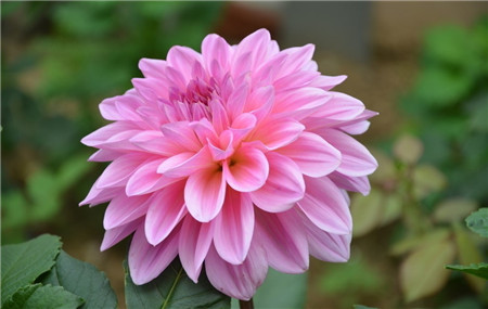 大丽花花图赏析