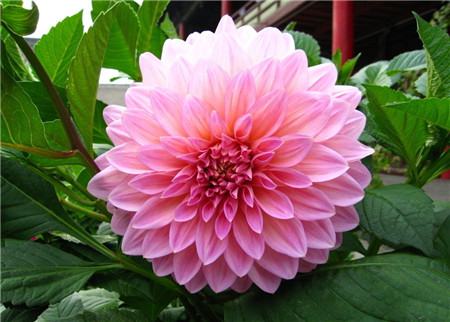 大丽花花图赏
