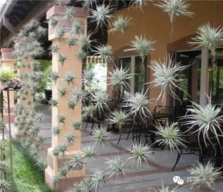 植物窗帘——空气凤梨 植物窗帘——空气凤梨