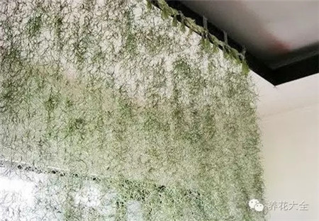 空气凤梨 空气凤梨