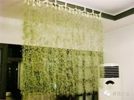 空气凤梨窗帘 空气凤梨窗帘