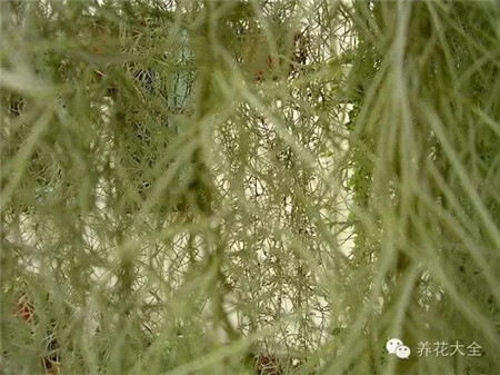 空气凤梨窗帘的养护方法 空气凤梨窗帘的养护方法