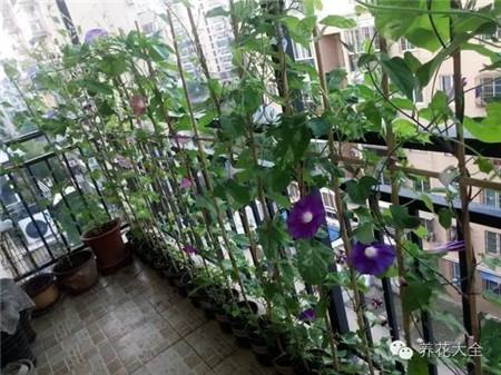 植物窗帘——牵牛花 植物窗帘——牵牛花