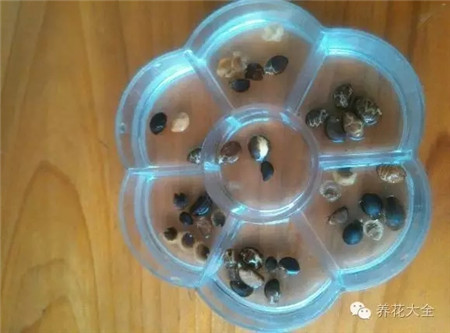 牵牛花发芽 牵牛花发芽