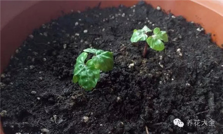 牵牛花生长 牵牛花生长