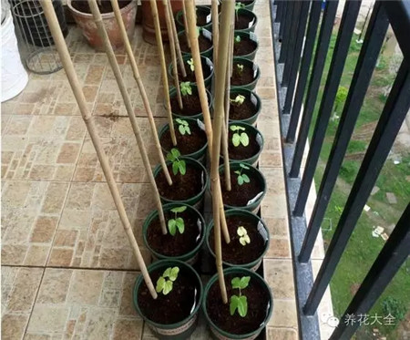 牵牛花爬藤 牵牛花爬藤