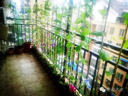 牵牛花窗帘的养护方法 牵牛花窗帘的养护方法