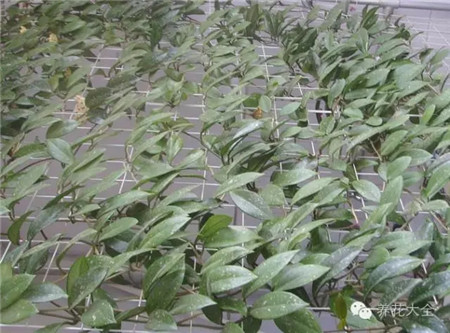 植物窗帘——球兰 植物窗帘——球兰