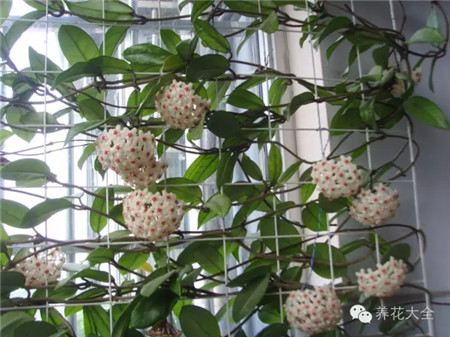 球兰繁殖方法 球兰繁殖方法