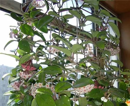 球兰窗帘的养护方法 球兰窗帘的养护方法