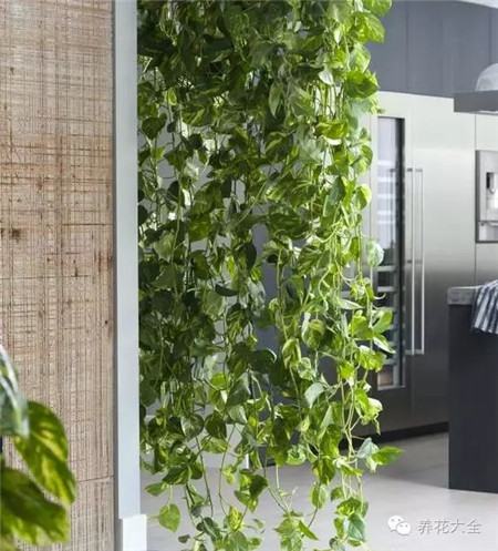 绿萝养护要点 绿萝养护要点