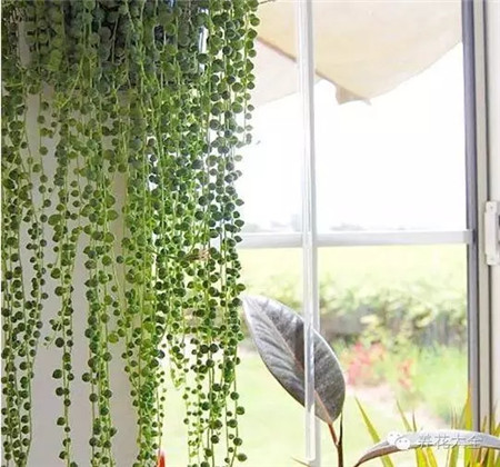多肉植物窗帘——佛珠 多肉植物窗帘——佛珠
