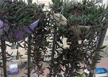 多肉植物窗帘——紫玄月 多肉植物窗帘——紫玄月