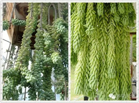 多肉植物窗帘——玉缀 多肉植物窗帘——玉缀