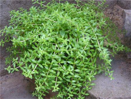 多肉植物浇水的分析 多肉植物浇水的分析