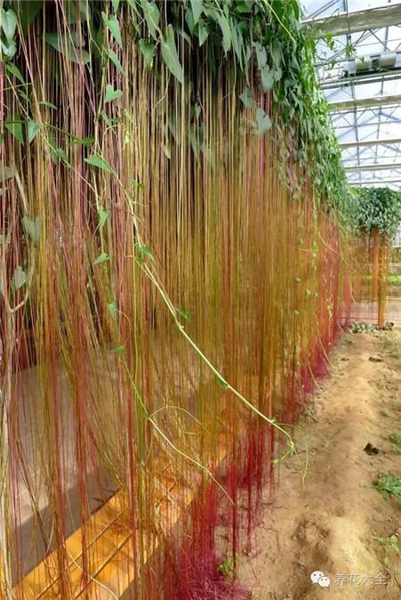 锦屏藤花墙 锦屏藤花墙