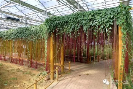 锦屏藤图片 锦屏藤图片